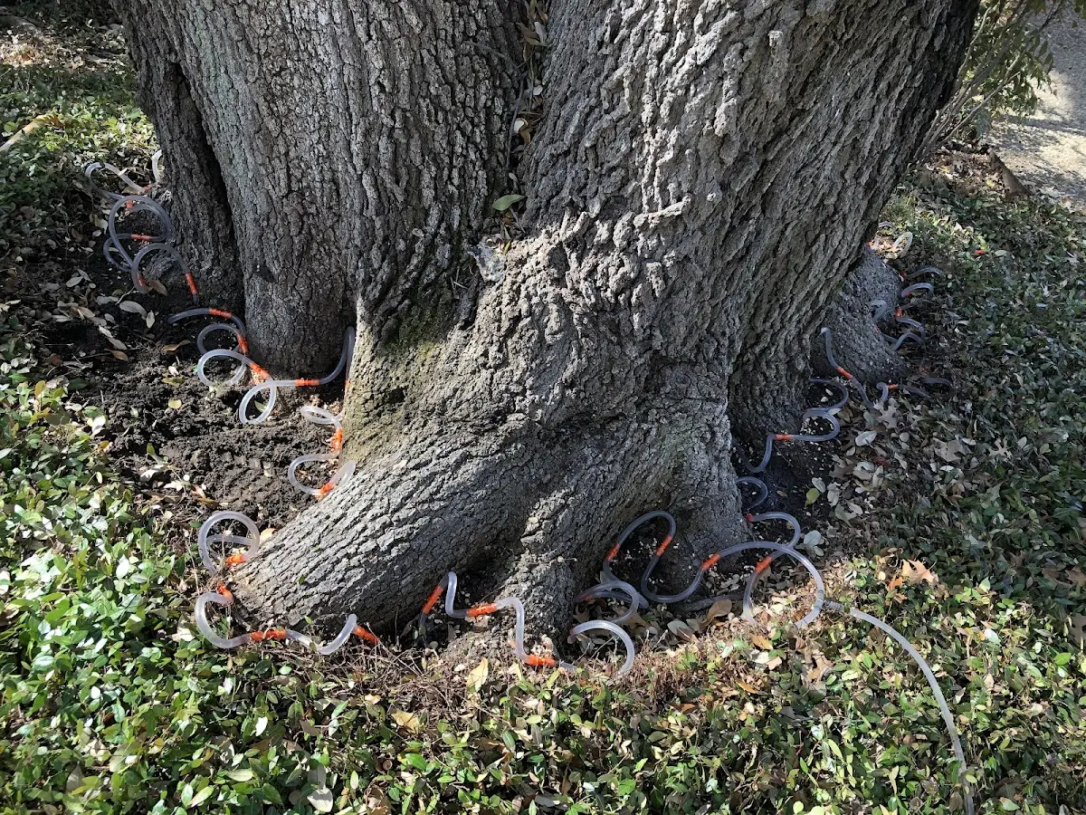 Detailed Tree Cabling and Bracing job site in Anahola