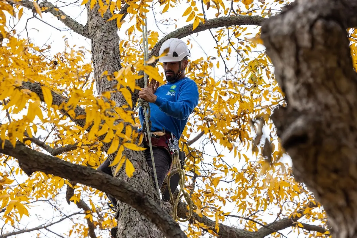Skilled Tree Pruning crew working in Anahola