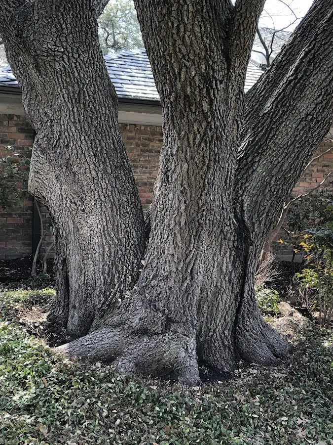 Mature heritage tree close to a Anahola property cared for by certified arborists