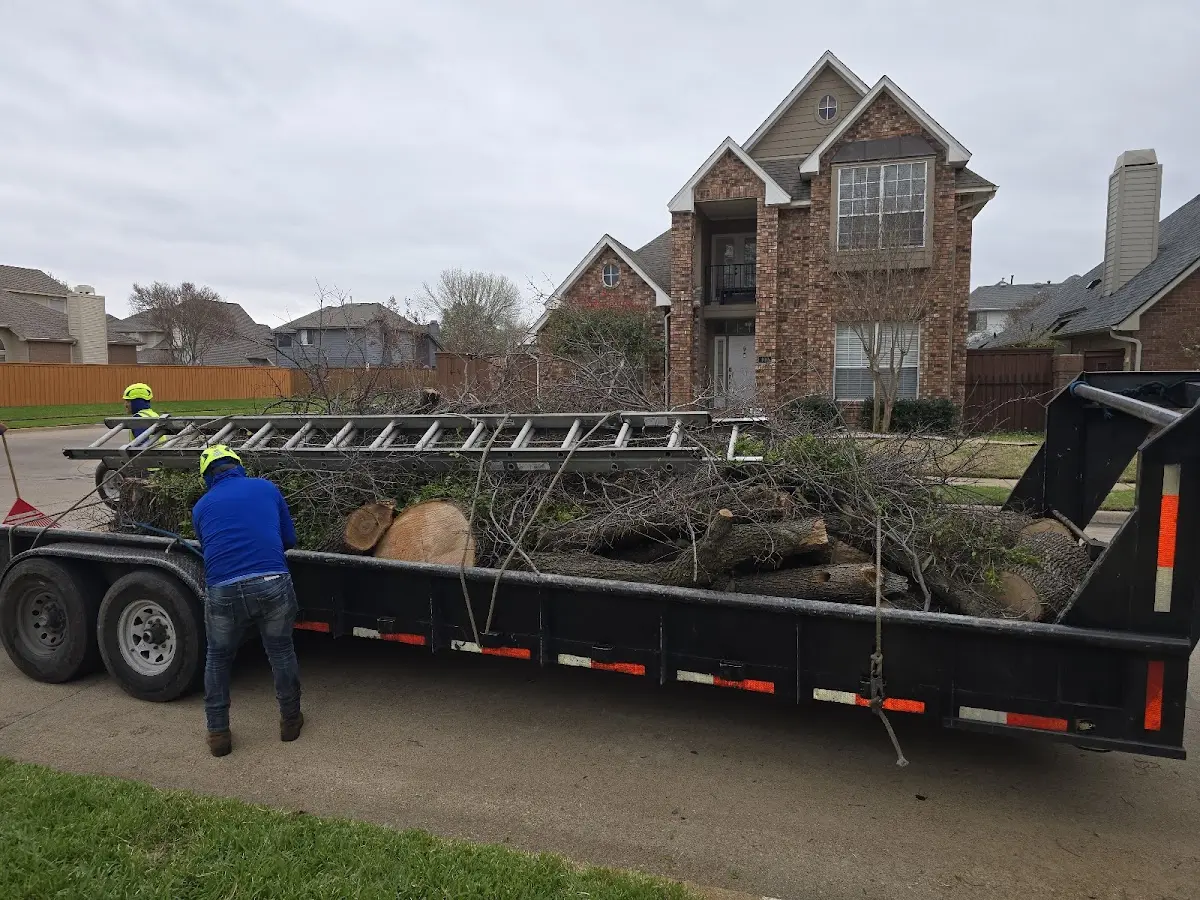 Expert Tree Removal with proper safety equipment in Anahola